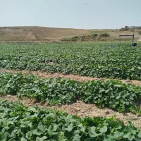 خیار