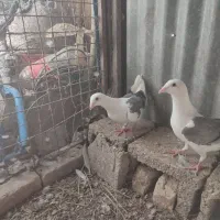 کبوتر