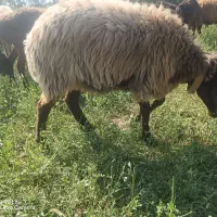 شیشک ماده هترو