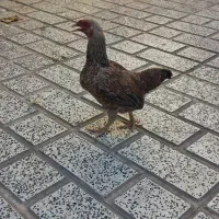 مرغ تخم گذار کوشامو