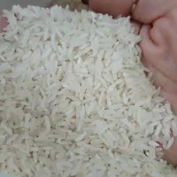 برنج خوشپخت محلی و چای بهاره ۱۴۰۵