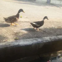 نره ماده سالم به شرط