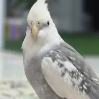 عروس هلندی سخنگو