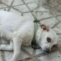 سگ پاکوتاه