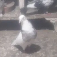 کبوتر زوردار