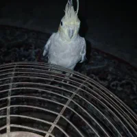 عروس هلندی جوجه دستی مفت