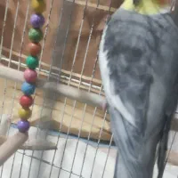 عروس هلندی نر