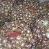 پیاز بی نظیر دهدشت
