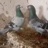 کبوتر