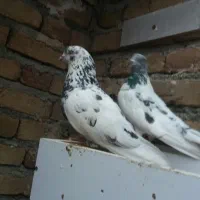 فروش