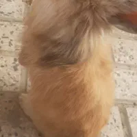 خرگوش لوپ زیبا و سالم