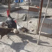 بوقلمون بالغ فروشی