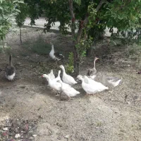 غاز وبوقلمون
