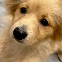 سگ پاکوتاه نژاد پامر