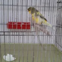 قناری نرو ماده