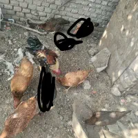 مرغ دورگ لاری و محلی