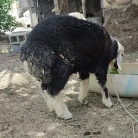بره نر قزل افشار