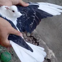 کبوتر کفتر ماده پشتدار کَپور