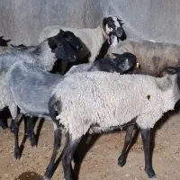 ۱۰ راس گوسفند رومانف