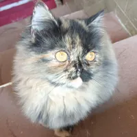 پرشین ۴ ماهه