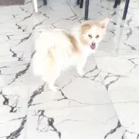 سگ گم شده در مرودشت