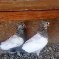 پرنده