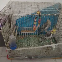 عروس هلندی جفت مولد