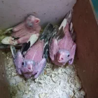 سه عدد جوجه عروس هلندی دونه ۵۰۰