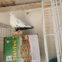 دم سیاه ماده اصیل