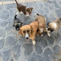 واگذاری سگ نژاددار با چهارتوله