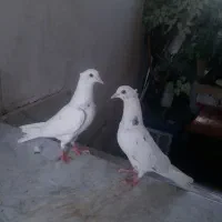 جوجه هفت رنگ دم سفید