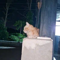 گربه
