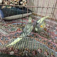 دوعدد عروس پاریس