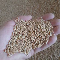 گندم|عمده‌فروشی|گنبد کاووس, |دیوار