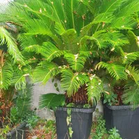 سیکاس گلدانی