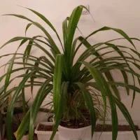 فروش گل زینتی مولد همراه گلدان سفالی