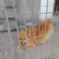 پامرروباهی ماده