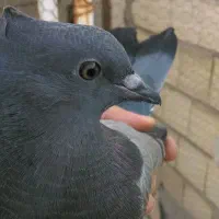 جوجه پرشی