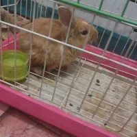 خرگوش