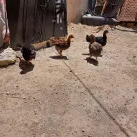 جوجه محلی