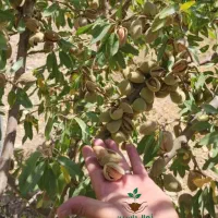 فروش ویژه نهال بادام دیرگل