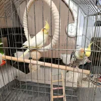 عروس هلندی نر و ماده