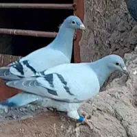 جوجه پلاکی پرنده کبوتر