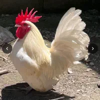 خروس جاپنیز