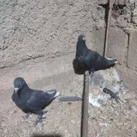 کفتر|پرنده|زرند, |دیوار