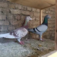 کفتر آلمانی سروکله دار