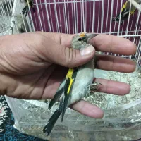 جوجه سهره کشیده نر ضمانتی