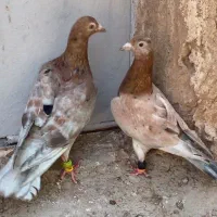 سرخ هفرنگ خطی