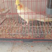 پرنده