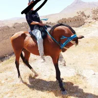 اسب عرب